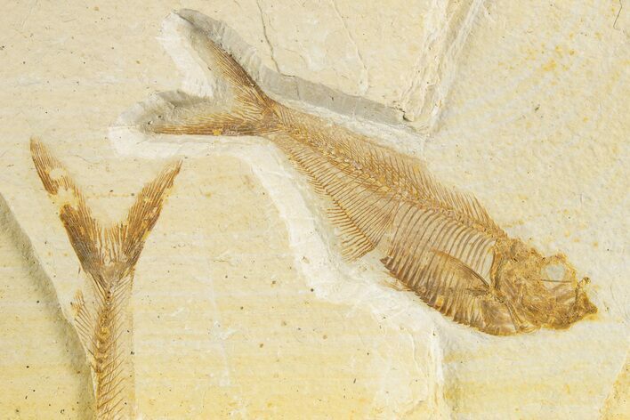 Bargain Fossil Fish (Diplomystus) - Wyoming #320187